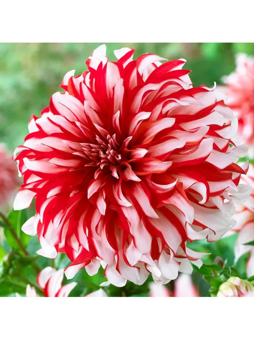 dalia santa claus sq